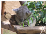koala_01